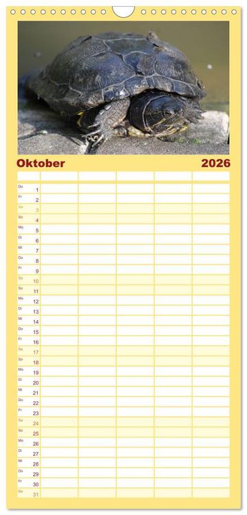 Produktbild: Familienplaner 2026 - Schildkr&ouml;ten - Gepanzerte Urzeitwesen mit 5 Spalten (Wandkalender, 21 x 45 cm) CALVENDO