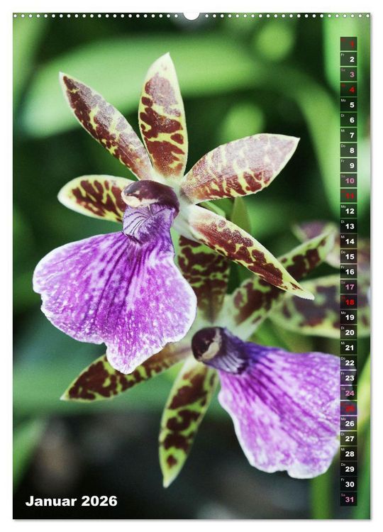 Produktbild: Freude an Orchideen (hochwertiger Premium Wandkalender 2026 DIN A2 hoch), Kunstdruck in Hochglanz