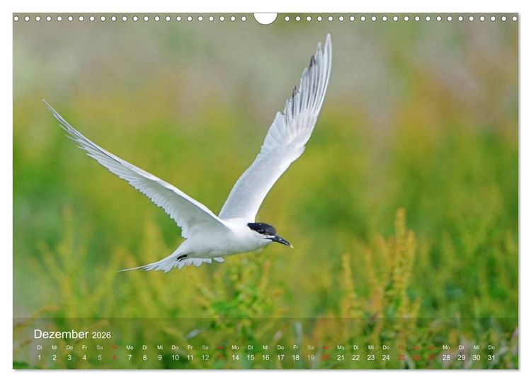 Produktbild: Nordatlantische Seev&ouml;gel (Wandkalender 2026 DIN A3 quer), CALVENDO Monatskalender