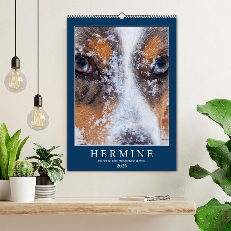Produktbild: Hermine - Ein Jahr mit einem Mini Australian Shepherd (Wandkalender 2026 DIN A2 hoch), CALVENDO Monatskalender