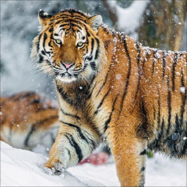 Produktbild: Big Cats 2027