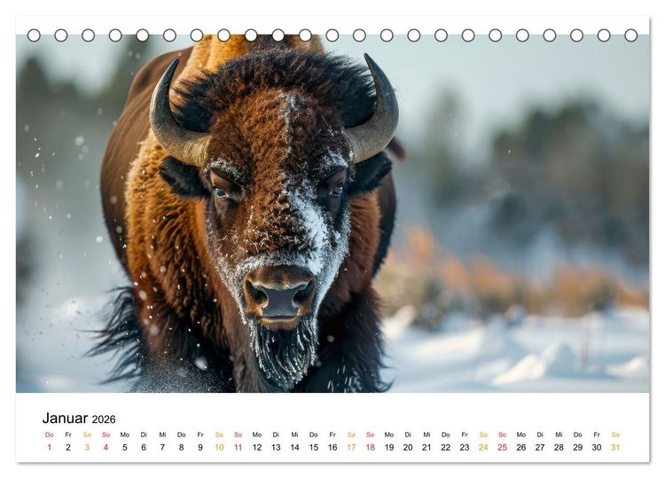 Produktbild: B&uuml;ffel - Ikonen der Wildnis (Tischkalender 2026 DIN A5 quer), CALVENDO Monatskalender