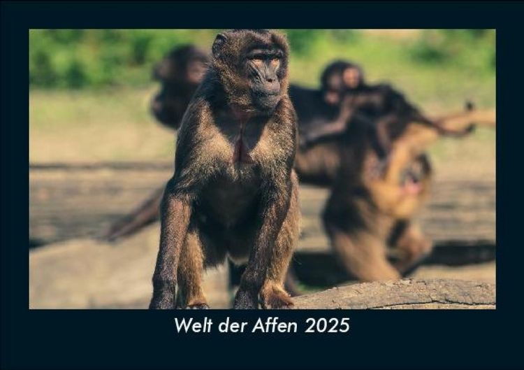 Produktbild: Welt der Affen 2025 Fotokalender DIN A5