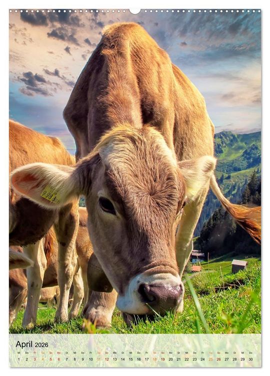 Produktbild: Bergk&uuml;he (hochwertiger Premium Wandkalender 2026 DIN A2 hoch), Kunstdruck in Hochglanz