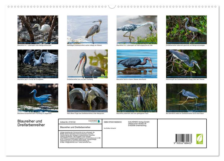 Produktbild: Blaureiher und Dreifarbenreiher (hochwertiger Premium Wandkalender 2026 DIN A2 quer), Kunstdruck in Hochglanz