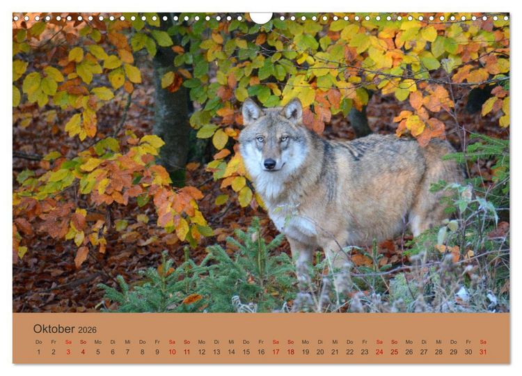 Produktbild: Begegnungen DER WOLF (Wandkalender 2026 DIN A3 quer), CALVENDO Monatskalender