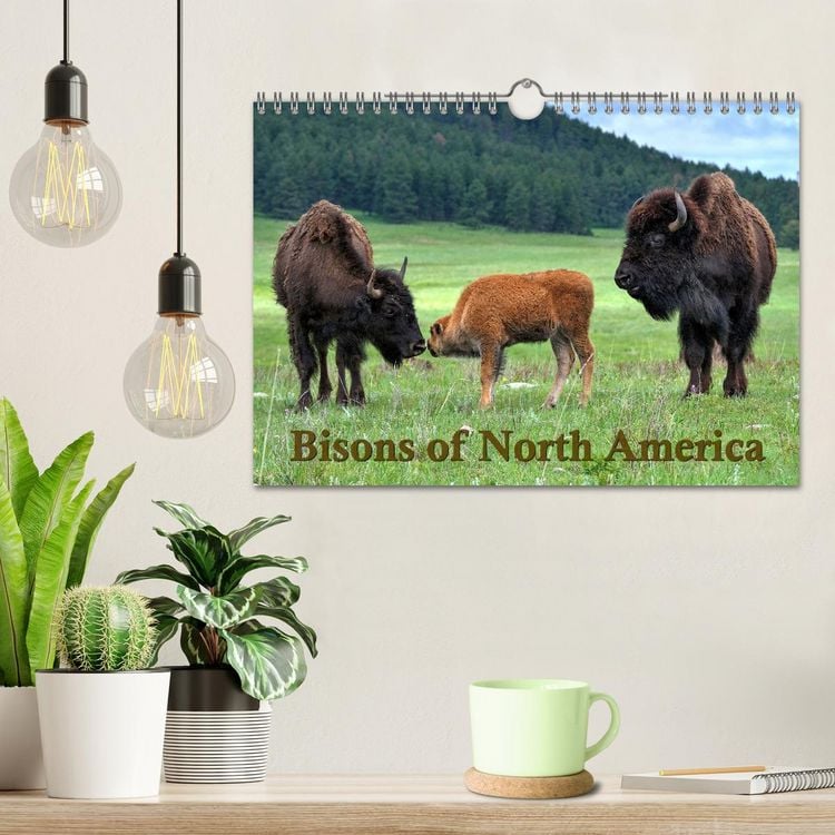 Produktbild: Bisons of North America (Wall Calendar 2026 DIN A4 landscape), CALVENDO 12 Month Wall Calendar