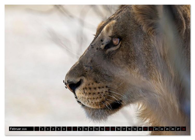 Produktbild: L&ouml;wen in Botswana und S&uuml;dafrika (Tischkalender 2026 DIN A5 quer), CALVENDO Monatskalender