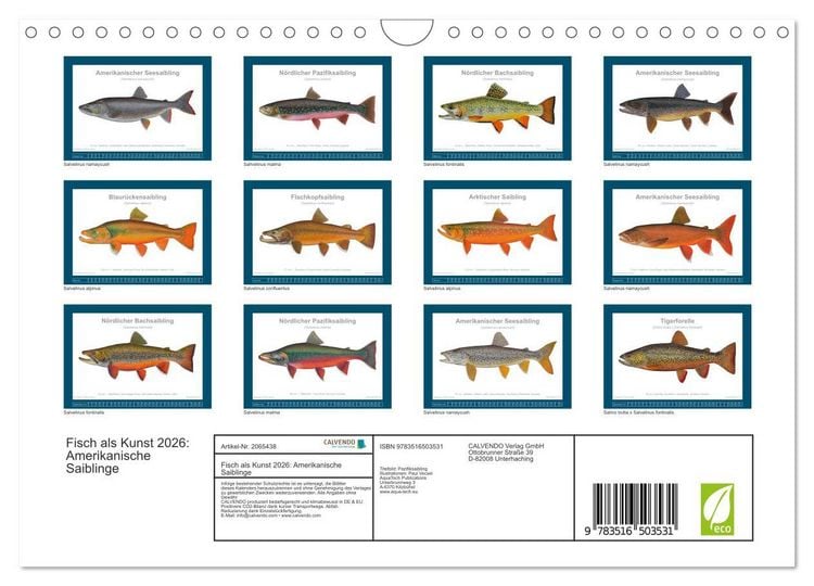 Produktbild: Fisch als Kunst 2026: Amerikanische Saiblinge (Wandkalender 2026 DIN A4 quer), CALVENDO Monatskalender