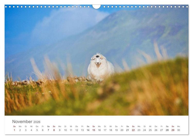 Produktbild: Schafe - Weich und wollig (Wandkalender 2026 DIN A3 quer), CALVENDO Monatskalender