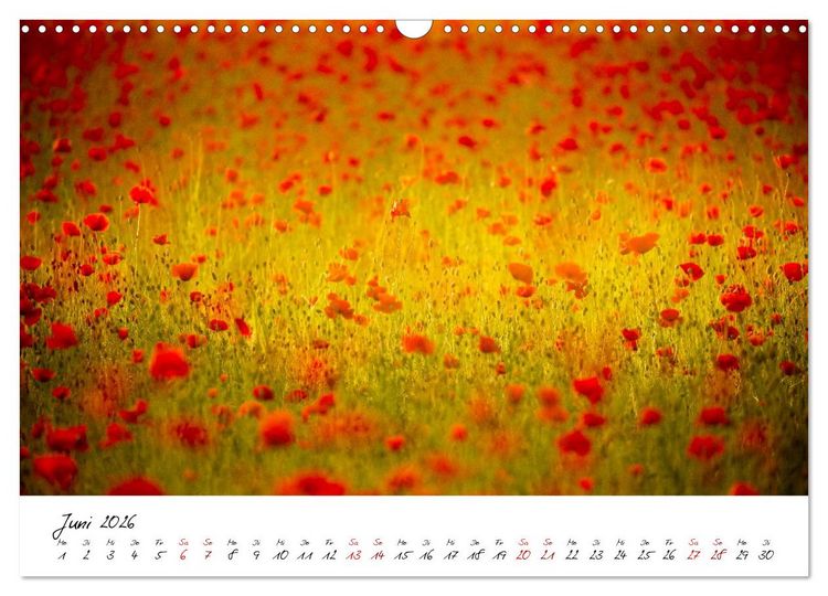 Produktbild: Mohnwiesen (Wandkalender 2026 DIN A3 quer), CALVENDO Monatskalender