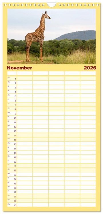 Produktbild: Familienplaner 2026 - Afrikas Tierwelt: Giraffen mit 5 Spalten (Wandkalender, 21 x 45 cm) CALVENDO