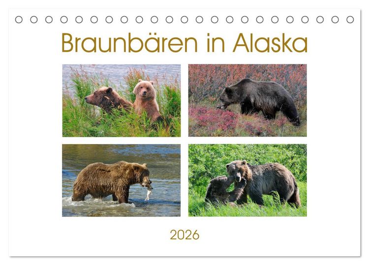 Produktbild: Braunb&auml;ren in Alaska (Tischkalender 2026 DIN A5 quer), CALVENDO Monatskalender