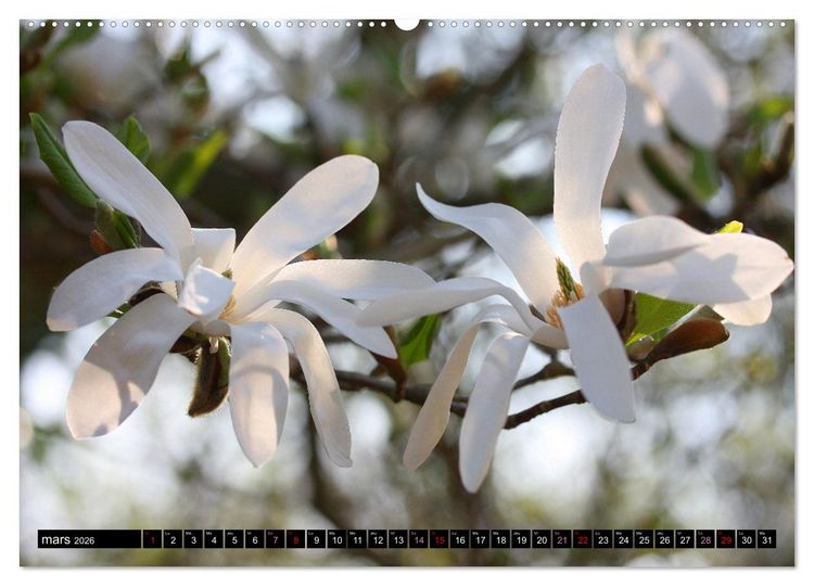 Produktbild: Magnolias en fleur (Calendrier mural 2026 DIN A2 vertical), CALVENDO calendrier mensuel