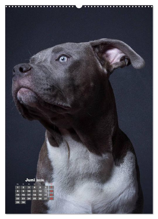 Produktbild: Treue Wegbegleiter, Hunde im Portrait. (Wandkalender 2026 DIN A2 hoch), CALVENDO Monatskalender