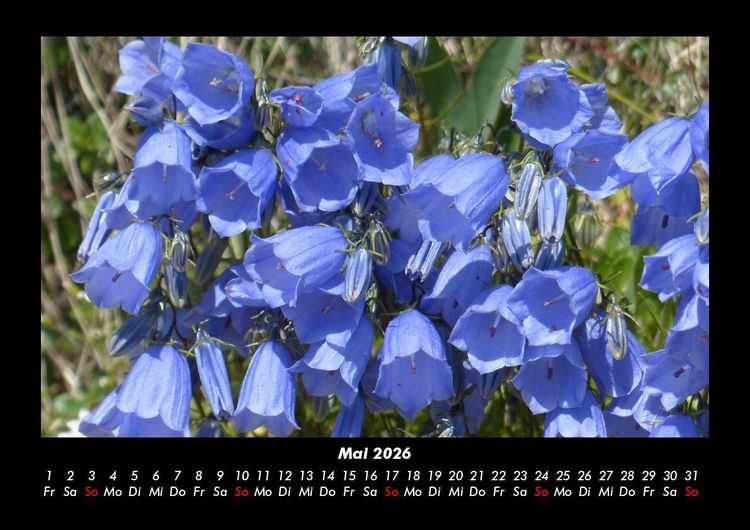 Produktbild: Blumenkalender 2026 Fotokalender DIN A3