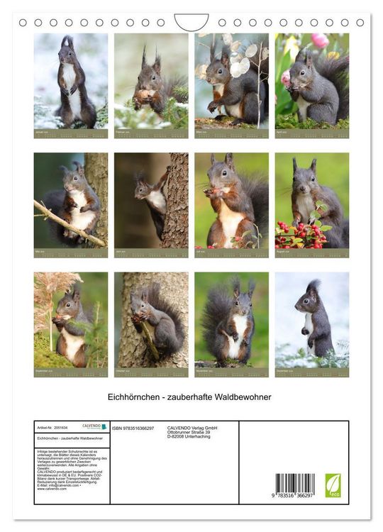 Produktbild: Eichh&ouml;rnchen - zauberhafte Waldbewohner (Wandkalender 2026 DIN A4 hoch), CALVENDO Monatskalender