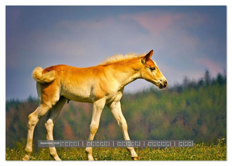 Produktbild: Die besonderen Haflinger-Pferde (Tischkalender 2026 DIN A5 quer), CALVENDO Monatskalender