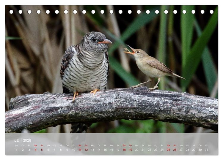 Produktbild: Kuckuck,Kuckuck,rufts aus dem Wald (Tischkalender 2026 DIN A5 quer), CALVENDO Monatskalender
