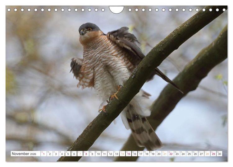 Produktbild: Sperber - Kleiner Vogel Greif (Wandkalender 2026 DIN A4 quer), CALVENDO Monatskalender