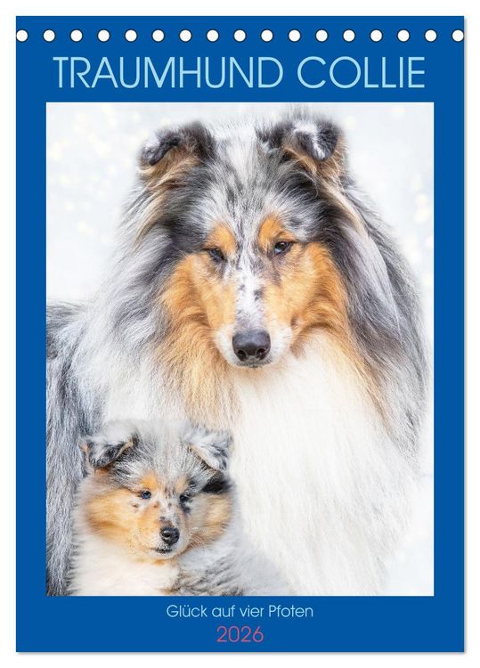 Produktbild: Traumhund Collie - Gl&uuml;ck auf vier Pfoten (Tischkalender 2026 DIN A5 hoch), CALVENDO Monatskalender