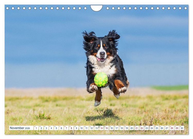 Produktbild: Berner Sennenhund - Ein Traum auf vier Pfoten (Wandkalender 2026 DIN A4 quer), CALVENDO Monatskalender