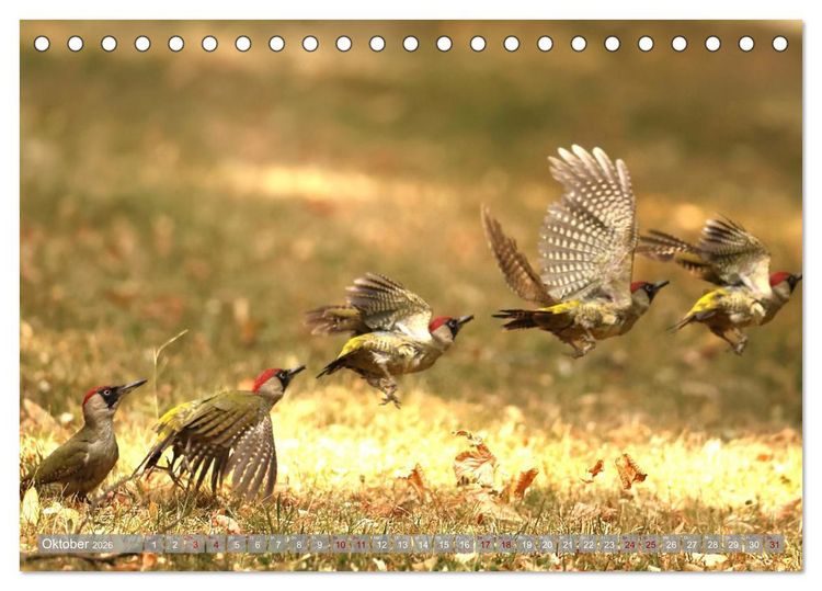 Produktbild: V&ouml;gel im Fluge (Tischkalender 2026 DIN A5 quer), CALVENDO Monatskalender