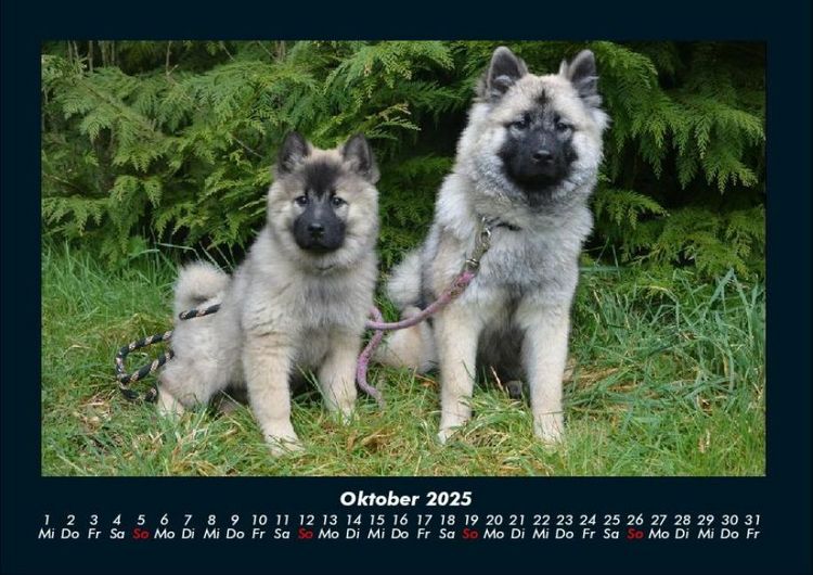 Produktbild: Hundezauber 2025 Fotokalender DIN A4
