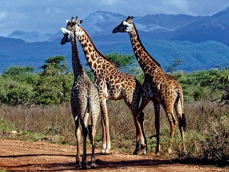 Produktbild: CALVENDO Puzzle Giraffen. Faszinierende Wildtiere Afrikas | 1000 Teile Lege-Gr&ouml;&szlig;e 64x48cm Foto-Puzzle f&uuml;r gl&uuml;ckliche Stunden