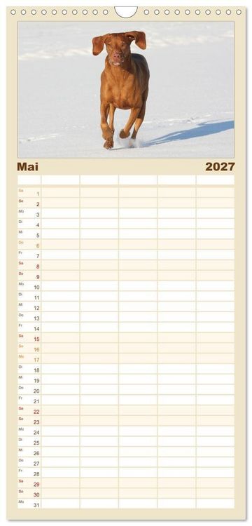 Produktbild: Familienplaner 2027 - Magyar Vizsla - Vielseitiger Jagdhund mit 5 Spalten (Wandkalender, 21 x 45 cm) CALVENDO