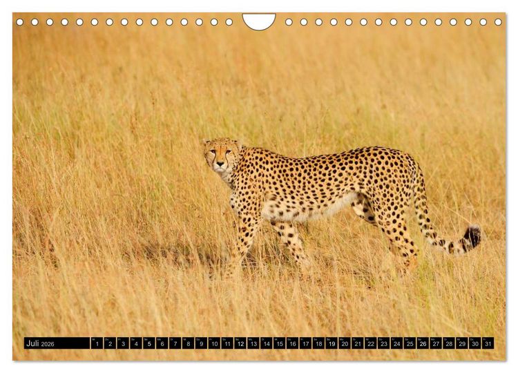 Produktbild: Magie des Augenblicks: Geparde - verschmuste Raubkatzen (Wandkalender 2026 DIN A4 quer), CALVENDO Monatskalender