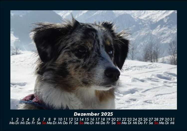 Produktbild: Hunde 2025 Fotokalender DIN A5