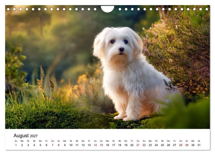 Produktbild: Kleine wei&szlig;e Wunder - ein Jahr mit Maltesern (Wandkalender 2027 DIN A4 quer), CALVENDO Monatskalender