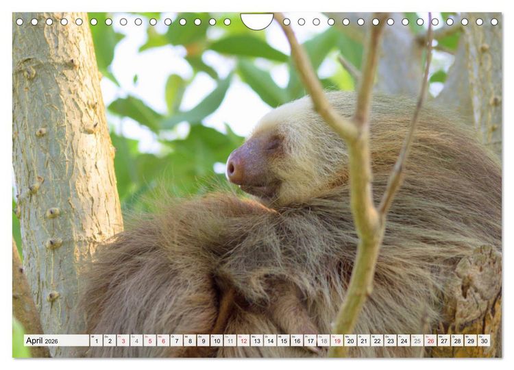Produktbild: Hallo! Aufwachen! Kann bitte mal jemand das Faultier wecken? (Wandkalender 2026 DIN A4 quer), CALVENDO Monatskalender