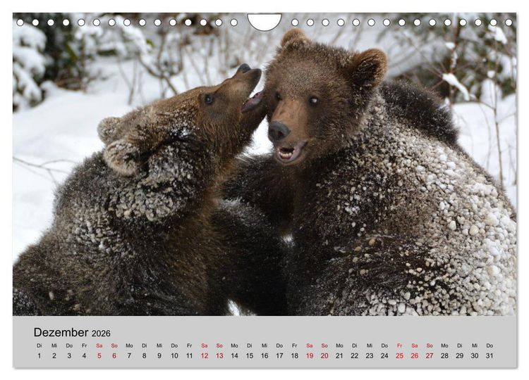 Produktbild: Die lieben Kleinen ... Tierkinder einfach zum Knuddeln (Wandkalender 2026 DIN A4 quer), CALVENDO Monatskalender