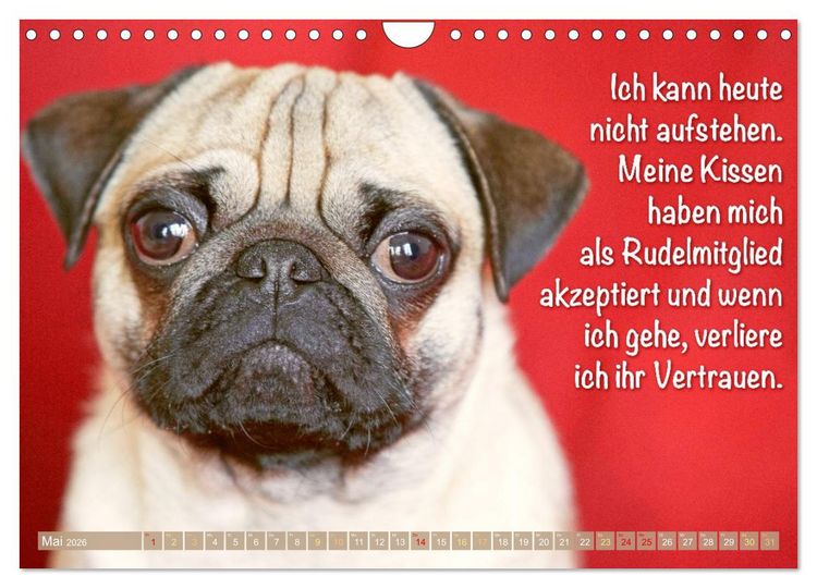 Produktbild: Mopsala: Vom Gl&uuml;ck, ein Mops zu sein (Wandkalender 2026 DIN A4 quer), CALVENDO Monatskalender