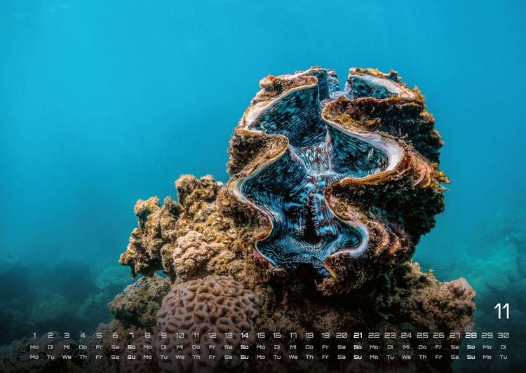 Produktbild: Sealife - verborgene Tiefen - 2027 - Kalender DIN A2