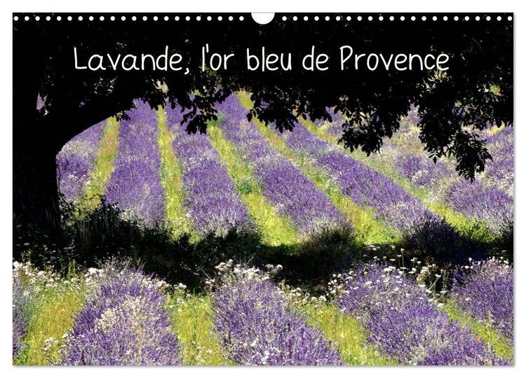Produktbild: Lavande, l'or bleu de Provence (Calendrier mural 2026 DIN A3 vertical), CALVENDO calendrier mensuel