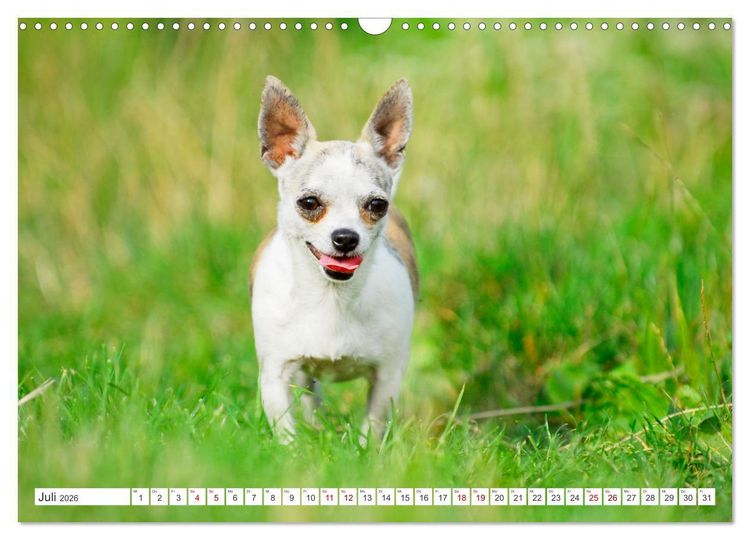 Produktbild: Enegieb&uuml;ndel Chihuahua - Temperament auf vier Pfoten (Wandkalender 2026 DIN A3 quer), CALVENDO Monatskalender