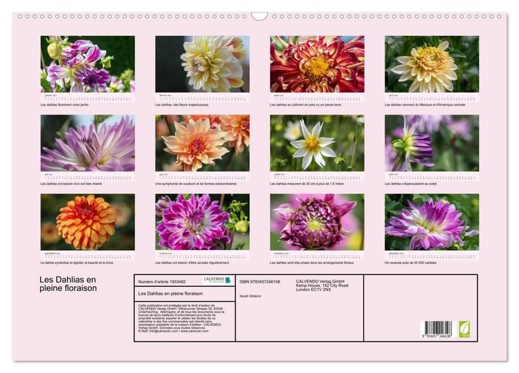 Produktbild: Les Dahlias en pleine floraison (Calendrier mural 2026 DIN A2 vertical), CALVENDO calendrier mensuel