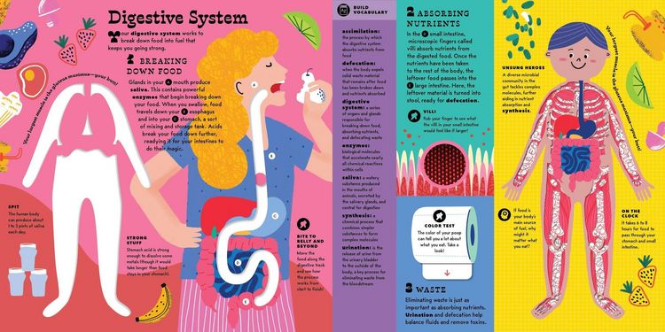 Produktbild: The Interactive Human Body