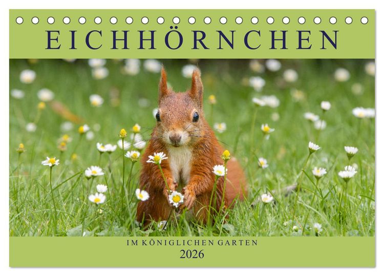 Produktbild: Eichh&ouml;rnchen im K&ouml;niglichen Garten (Tischkalender 2026 DIN A5 quer), CALVENDO Monatskalender