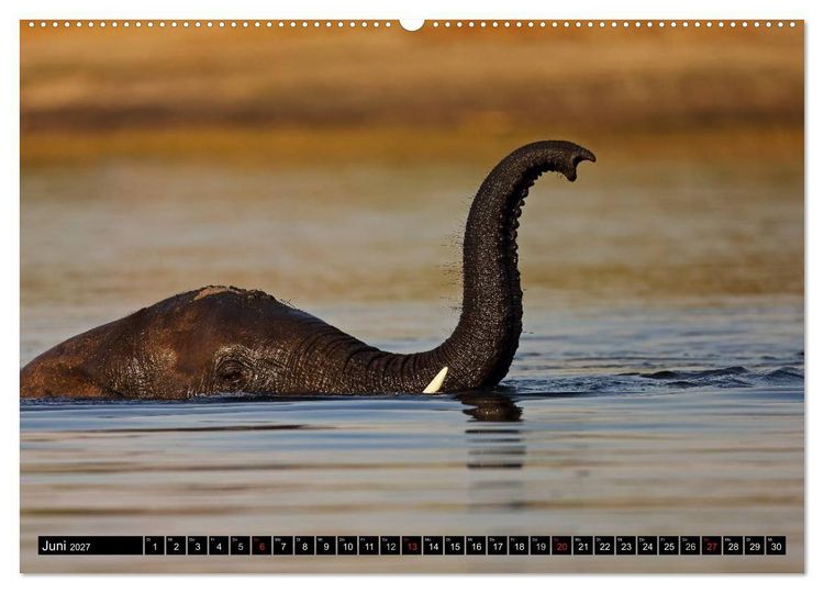 Produktbild: Magie des Augenblicks - Elefanten - Afrikas sanfte Riesen (Wandkalender 2027 DIN A2 quer), CALVENDO Monatskalender