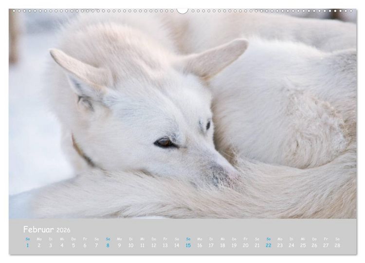 Produktbild: Alaskan Huskies (hochwertiger Premium Wandkalender 2026 DIN A2 quer), Kunstdruck in Hochglanz
