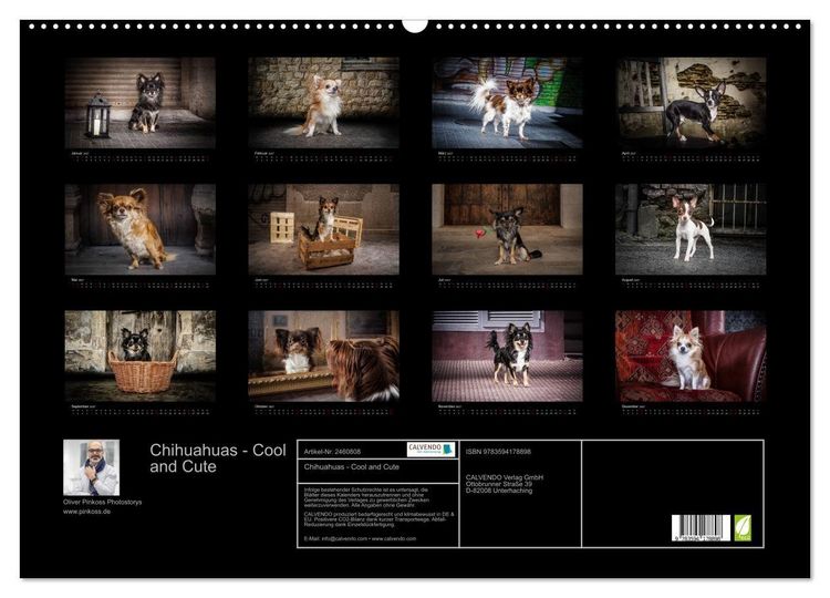 Produktbild: Chihuahuas - Cool and Cute (Wandkalender 2027 DIN A2 quer), CALVENDO Monatskalender