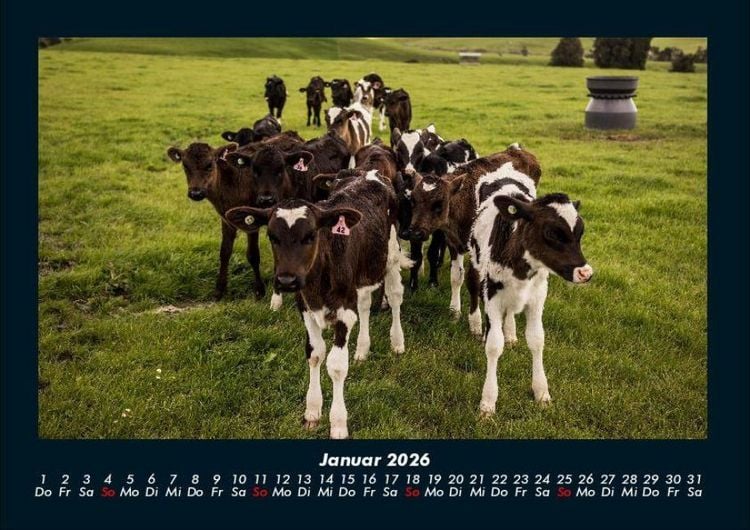 Produktbild: Kuhkalender 2026 Fotokalender DIN A4