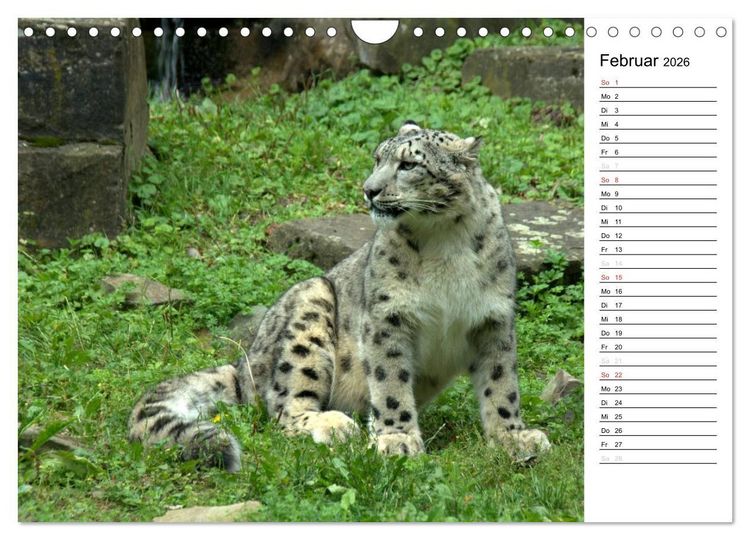 Produktbild: Der Schneeleopard (Wandkalender 2026 DIN A4 quer), CALVENDO Monatskalender