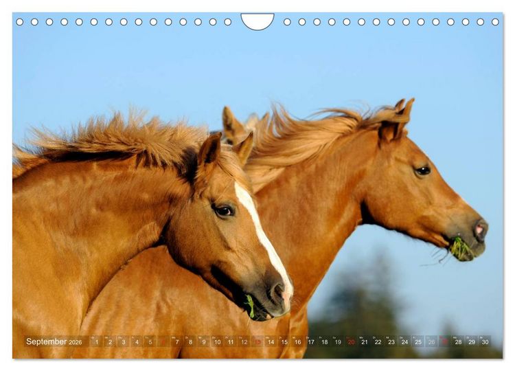 Produktbild: Haflinger Sch&ouml;nheiten (Wandkalender 2026 DIN A4 quer), CALVENDO Monatskalender