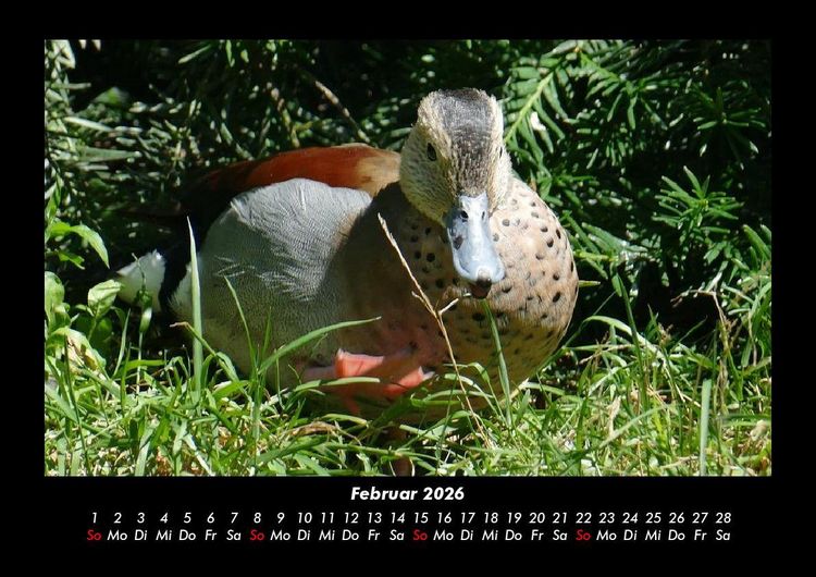 Produktbild: Enten 2026 Fotokalender DIN A3