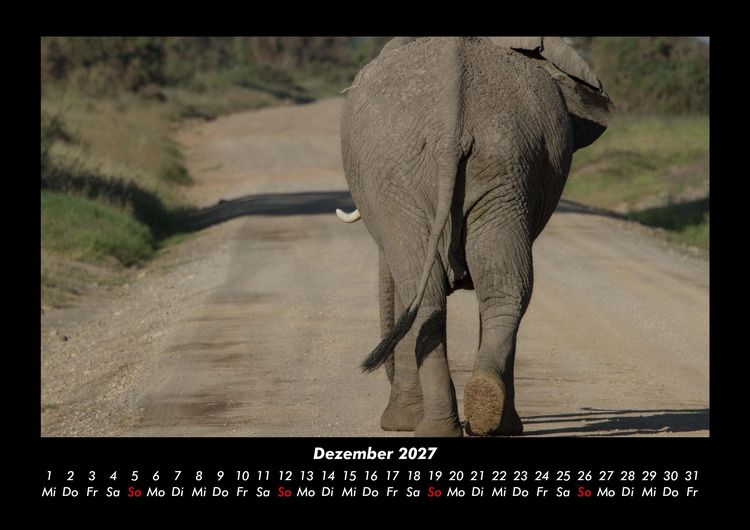 Produktbild: Der Elefantenkalender 2027 Fotokalender DIN A3
